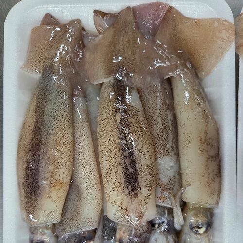 통찜용 총알 오징어 500g (4-7미)