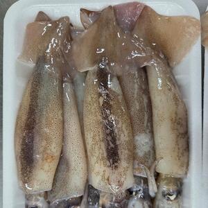통찜용 총알 오징어 500g (4-7미)