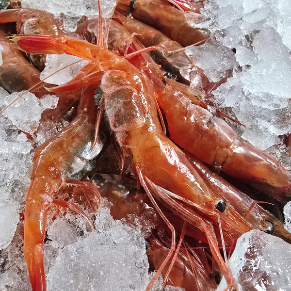 냉동 동해안 자연산 단새우(홍새우) 500g