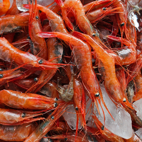 냉동 동해안 자연산 단새우(홍새우) 500g