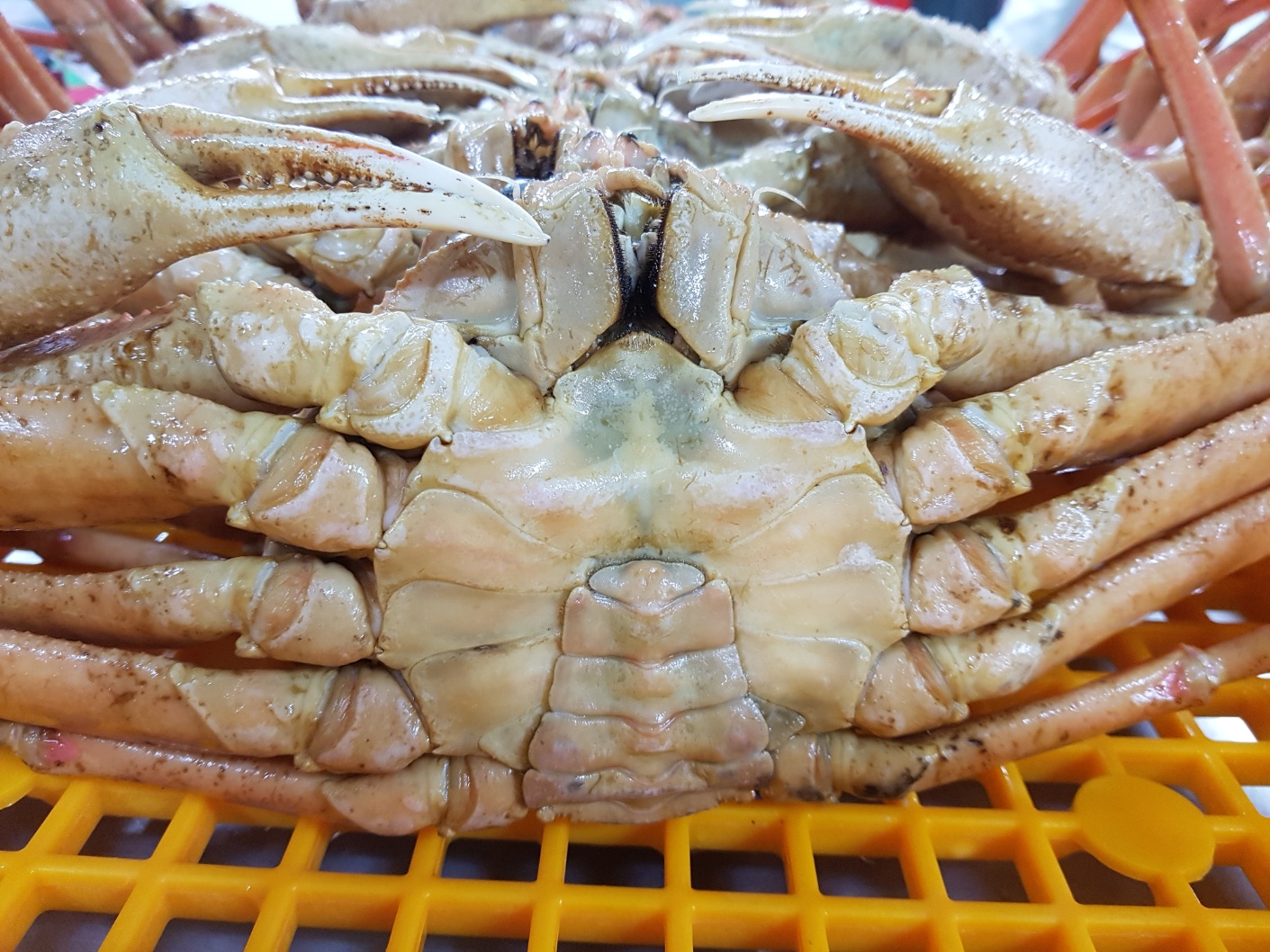 러시아 자숙 대게 A급