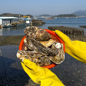 통영 삼배체굴