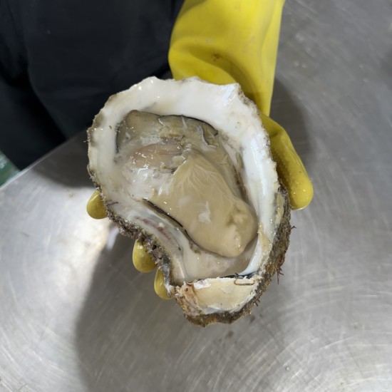 통영 자연산 바위굴